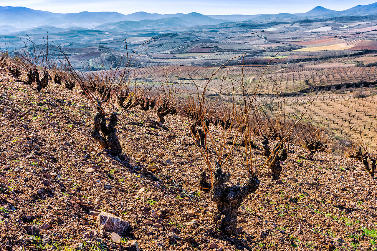 Vineyard on the northwestern edge of Acered bordering Alarba
