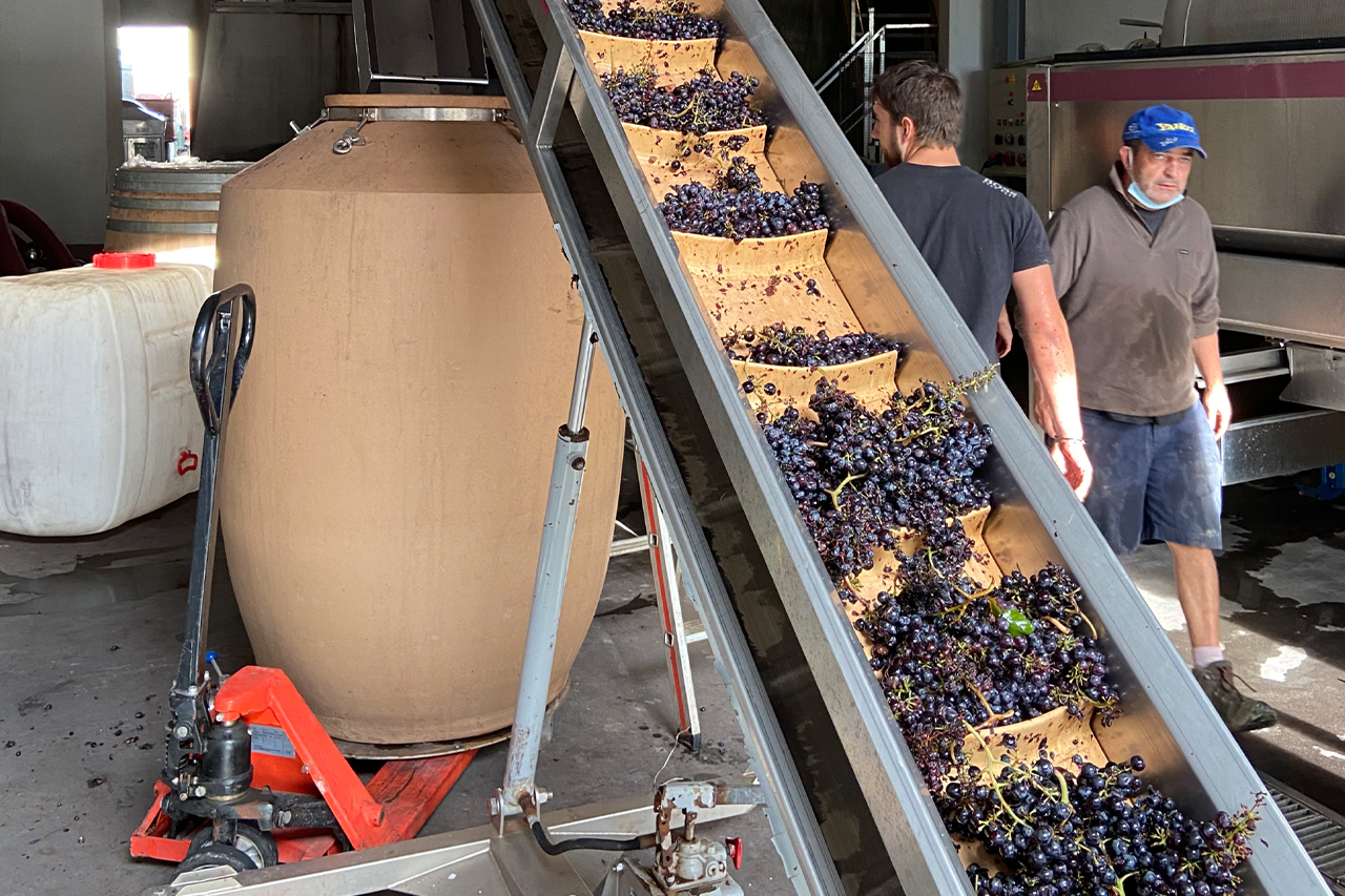 Finally, they are experimenting with Amphorae now as Domaine de la Janasse. This photo is from the 2020 harvest. 