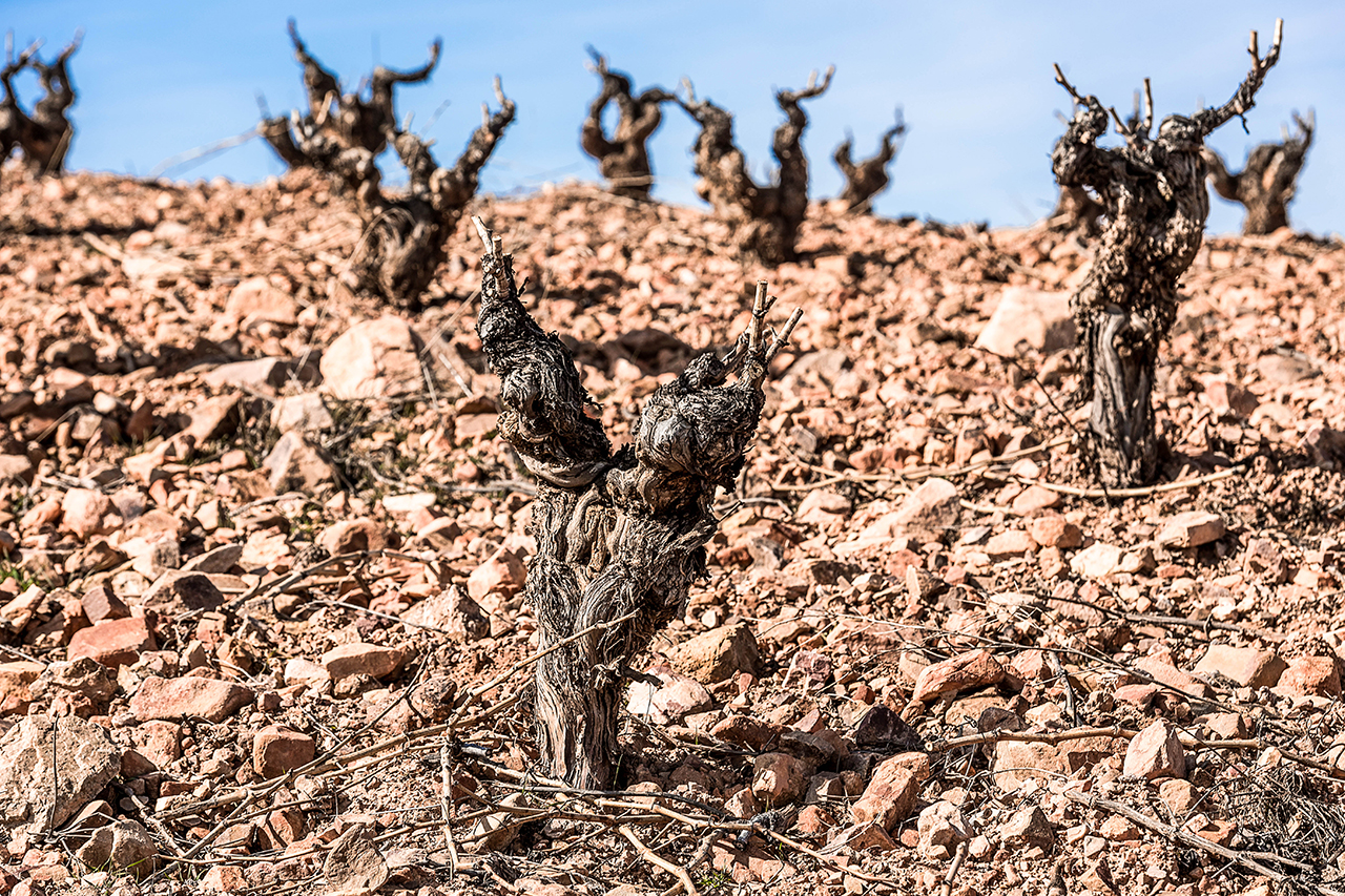 Old vines in El Rayo, Atea