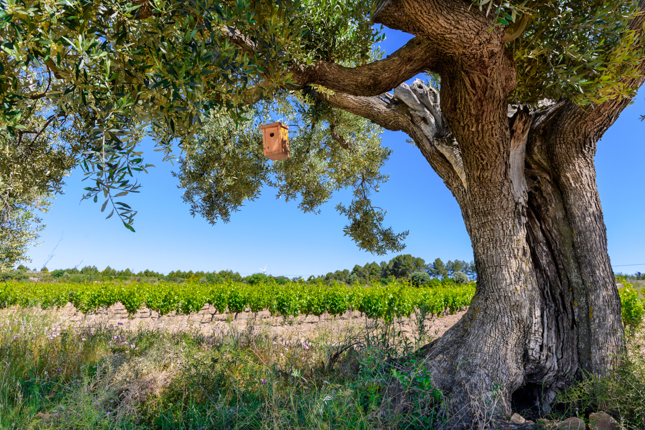 Herència Altés is dedicated to sustainability through water reclamation, habitat restoration around their vineyards, and certified organic viticulture. 