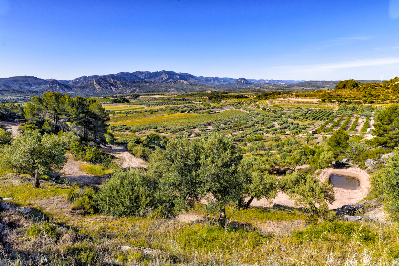 A view of Herència Altés vineyards of La Serra and La Serra Xalamera looking southwest towards the Serres de Pàndols-Cavalls national park