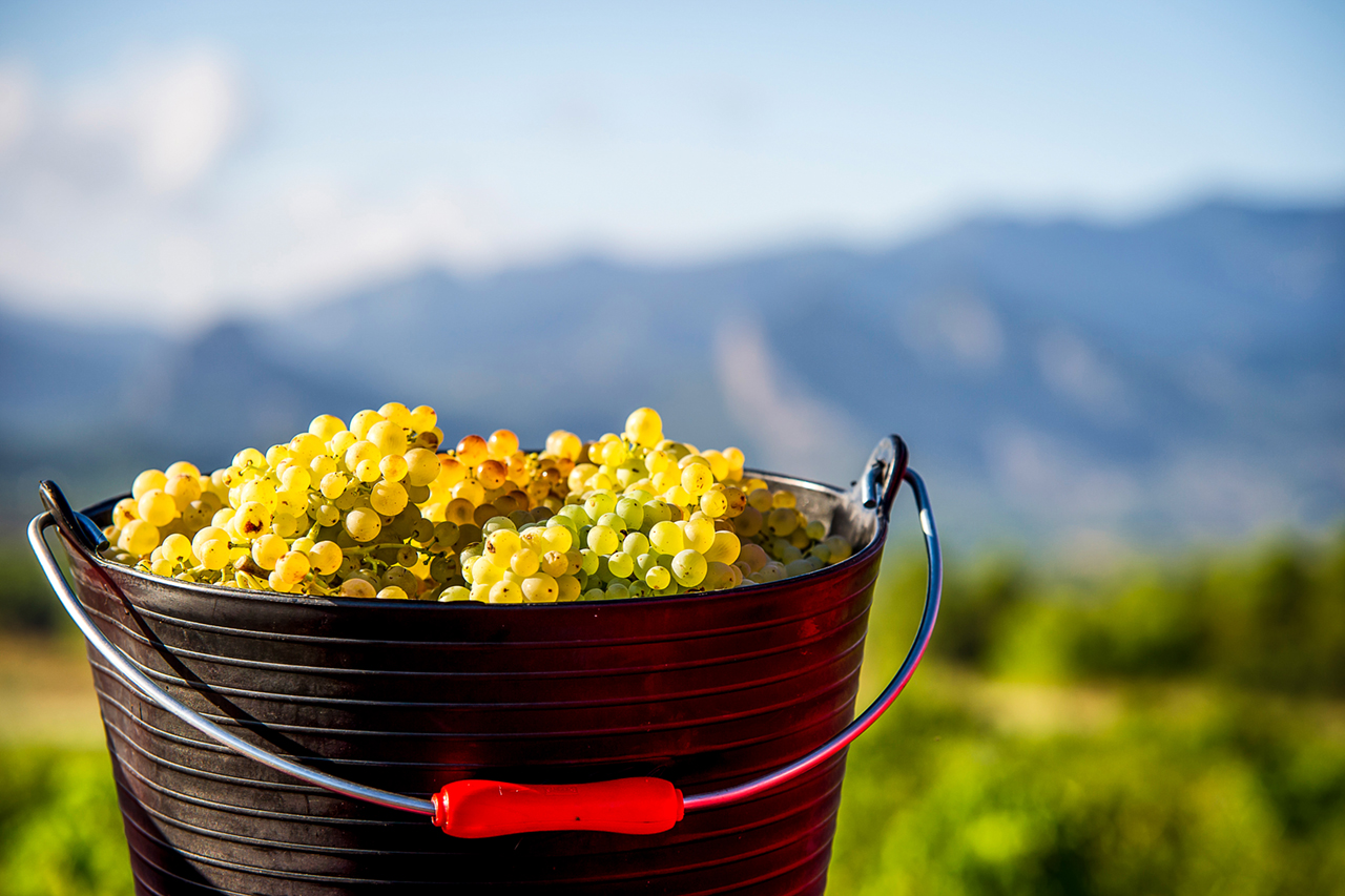 To prevent oxidation,the Garnaxta Blanca is harvested in the morning in small buckets 