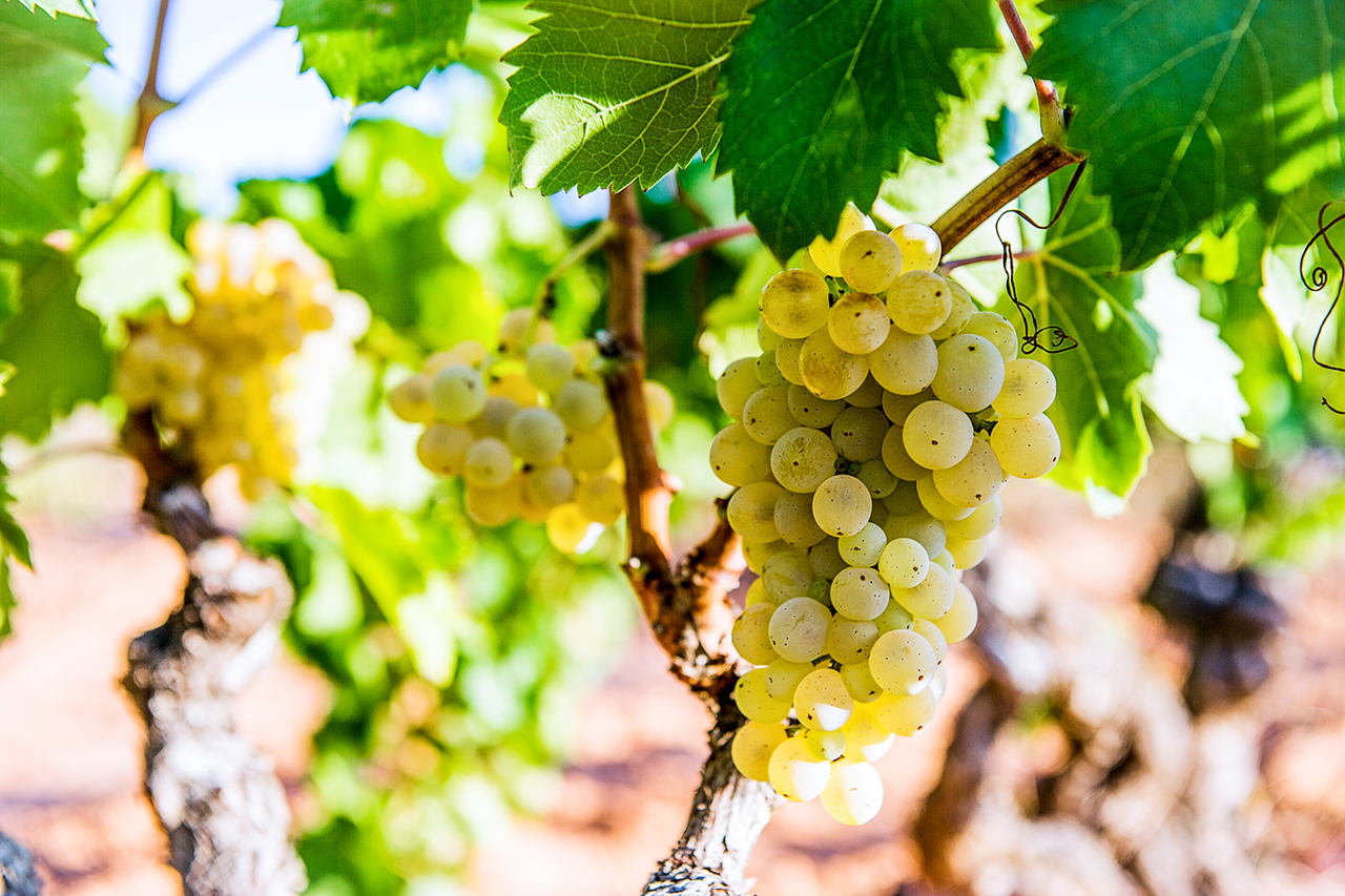 There is more Garnatxa Blanca and a greater genetic diversity of this variety in Terra Alta than anywhere else in the world