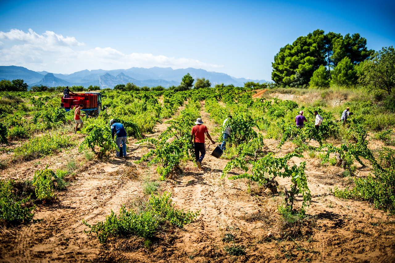 Harvests at Herència Altés are entirely manual with a strict selection happening in the vineyard to remove any unfit grapes from the bunches