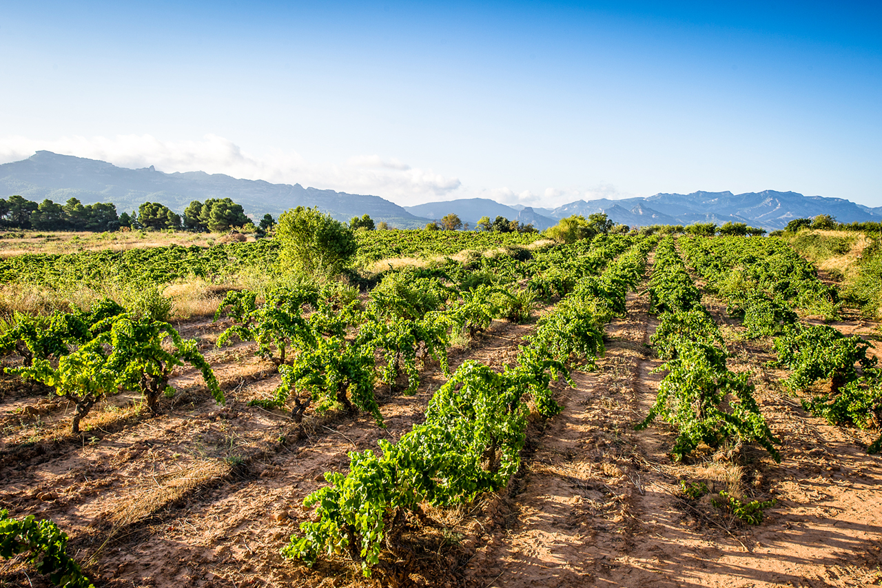 The chalky and sandy soils of Herència Altés are locally know as panal. This unique soils makes for fresh and transparent wines with a subtle structure of fine tannins. 
