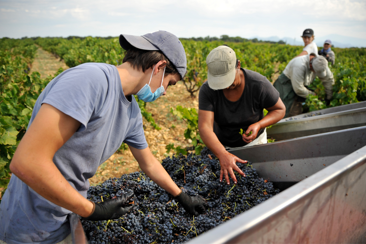 Harvest 2020 at Domaine de la Janasse. Everything is picked by hand and sorted first at the vineyard, then partially destammed and sorted again.