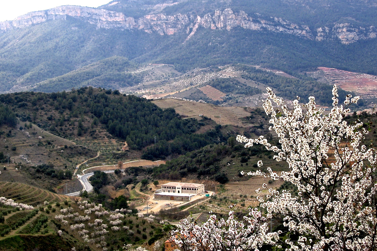 Bodegas Mas Alta in Spring