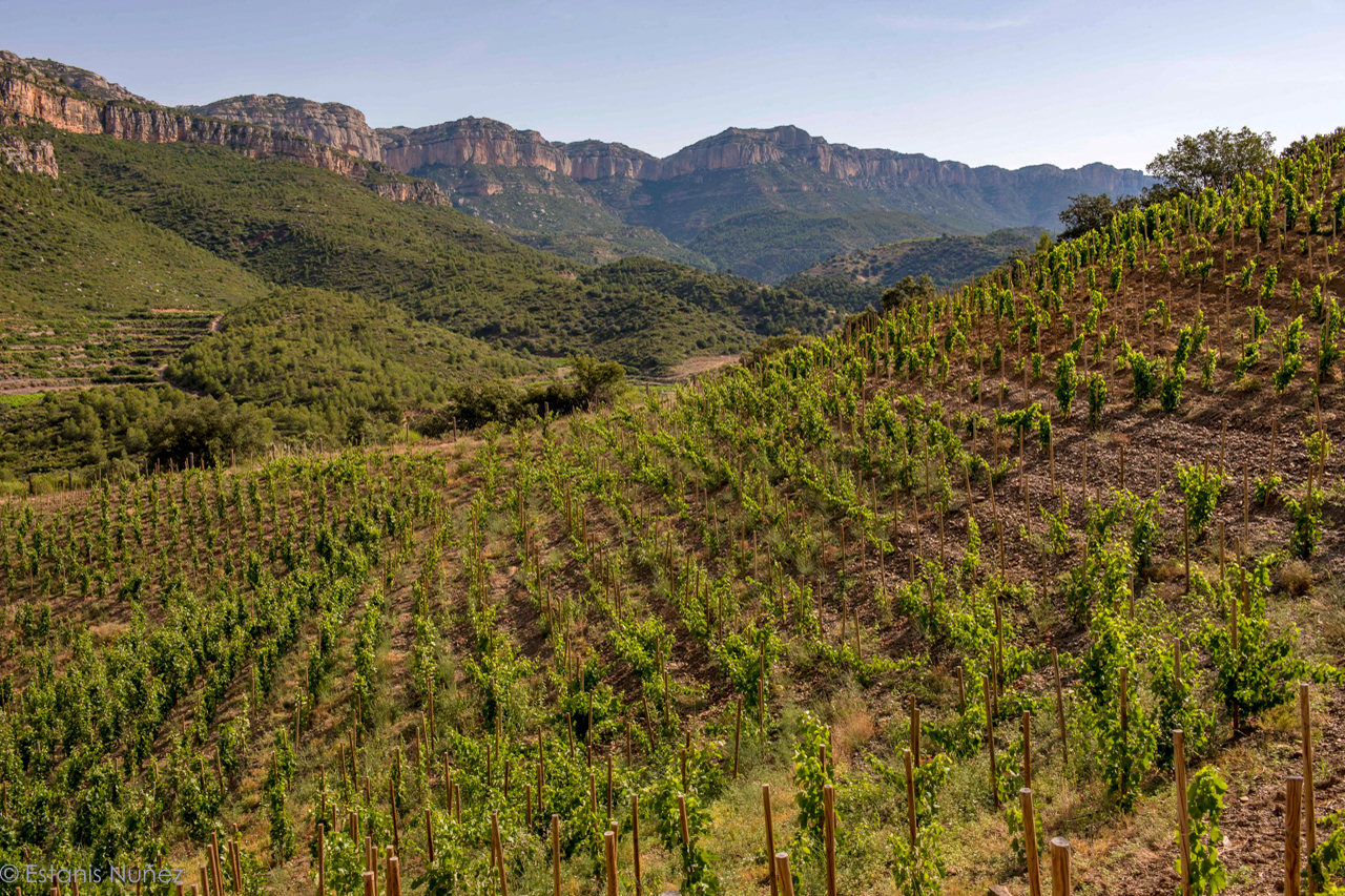 View of La Vilella Alta from the vineyard of La Solana