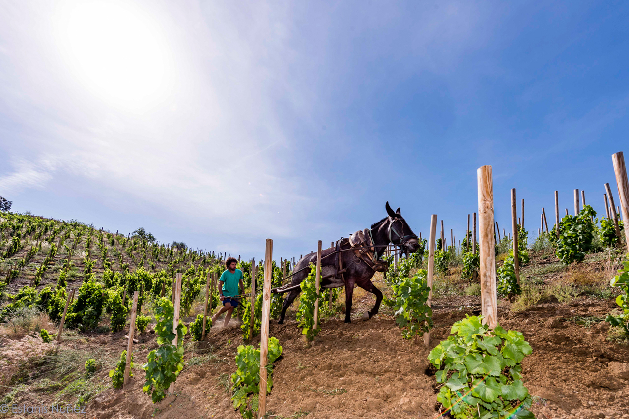 Working the vineyards with sweat and a mule