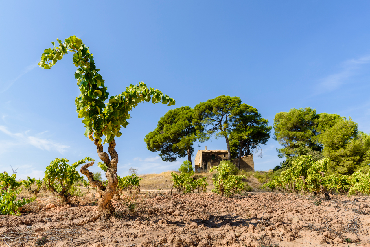 Old vines in La Serra Vineyard