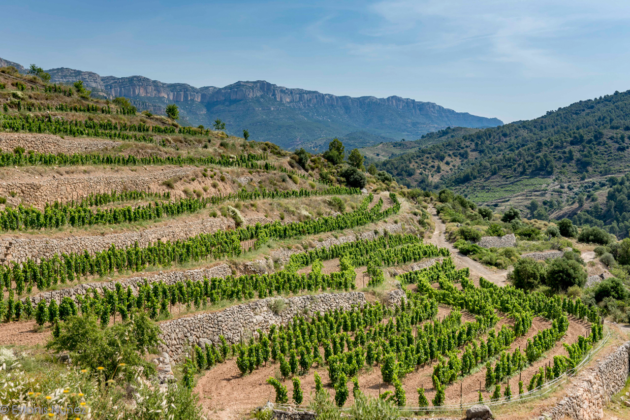 La Solana vineyard, the lower elevation with terraces. 