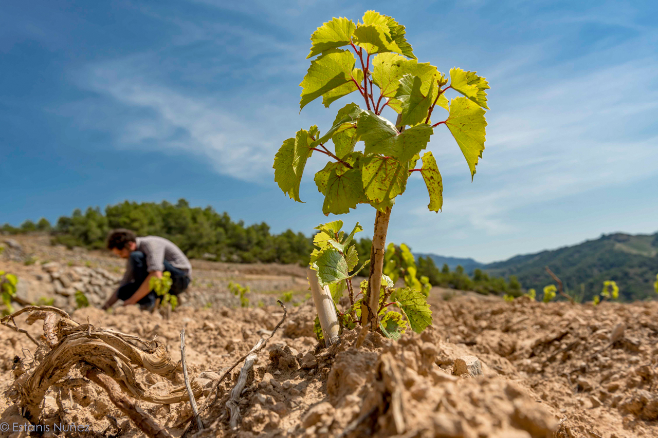Young vine Garnatxa Blanca in La Solana Alta