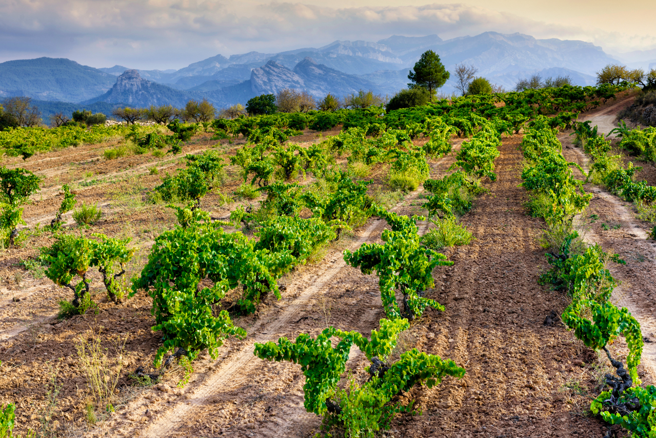 Lo Grau de l'Inquisador vineyard adjacent to the cellars of Herència Altés