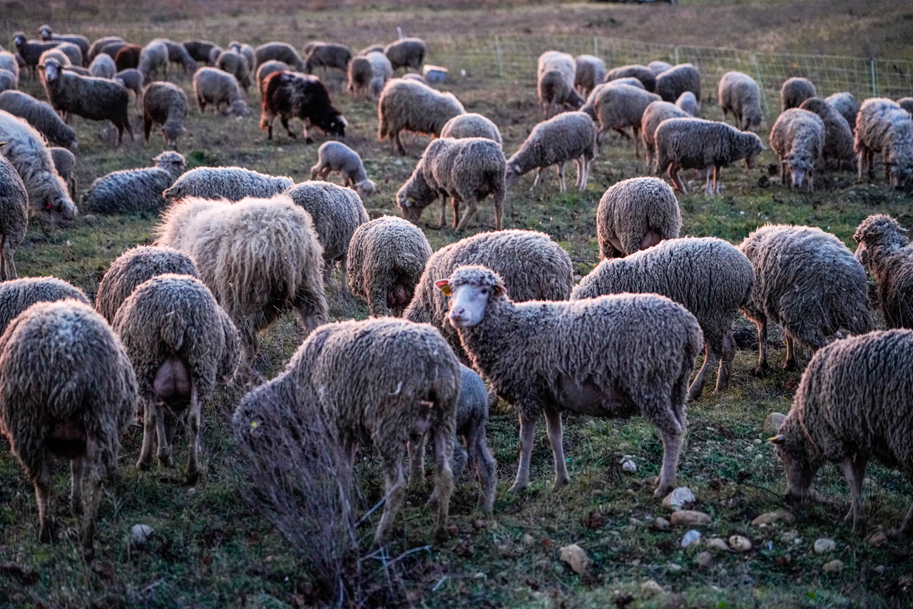 When you are practicing organic you have to get creative with your weed control in winter. We cannot confirm is this is also the source of the tasty lamb when we visit.