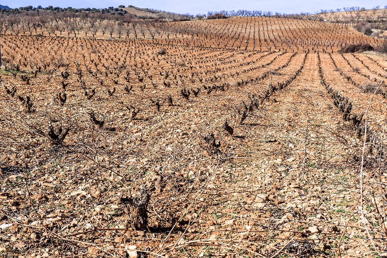 Valeriano Carrascas' vineyard in Acered