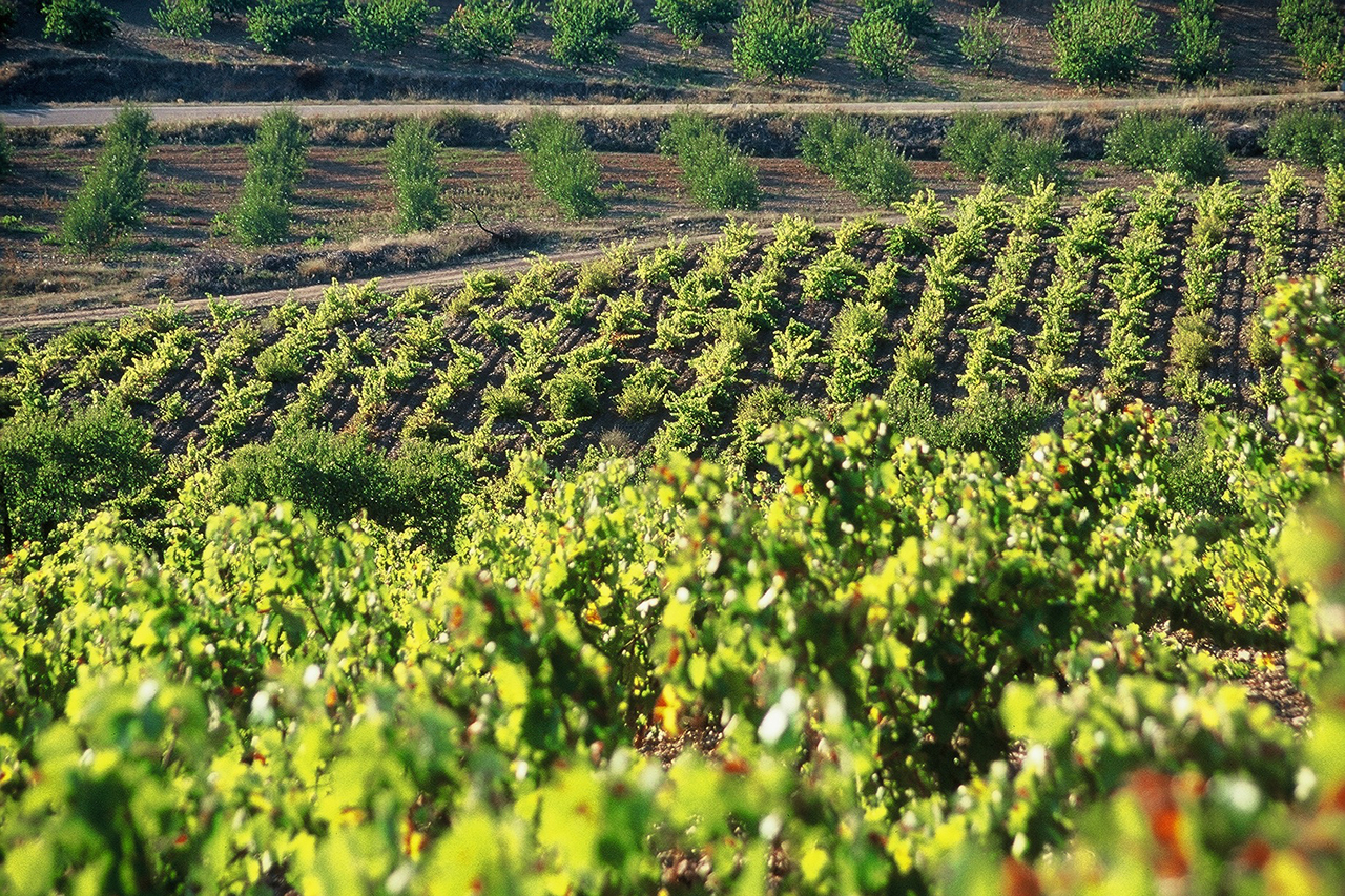 Garnacha vineyards in Atea, in summer