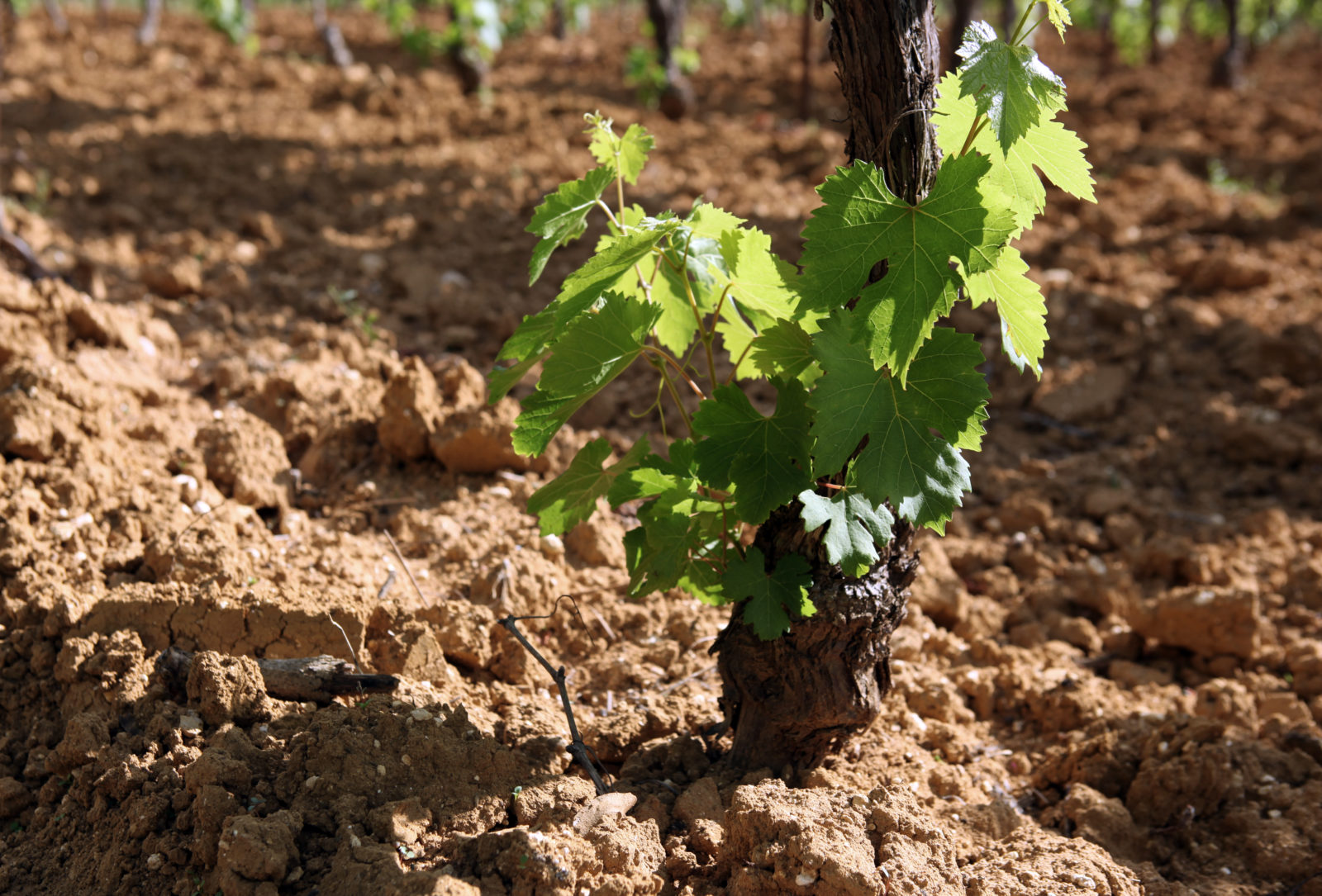 Soil 2