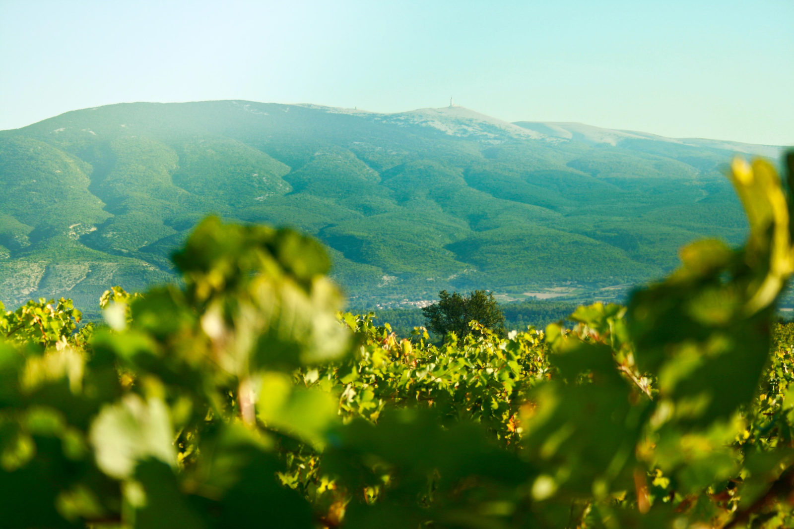 Ventoux 1