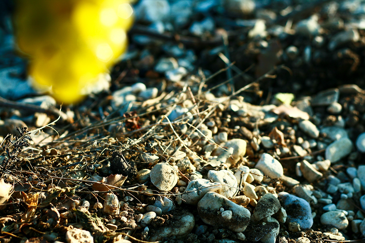 Example of the gravelly terroir at Château Pesquié