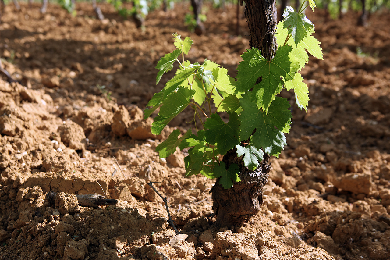 Example of the sandy clay terroir at Château Pesquié