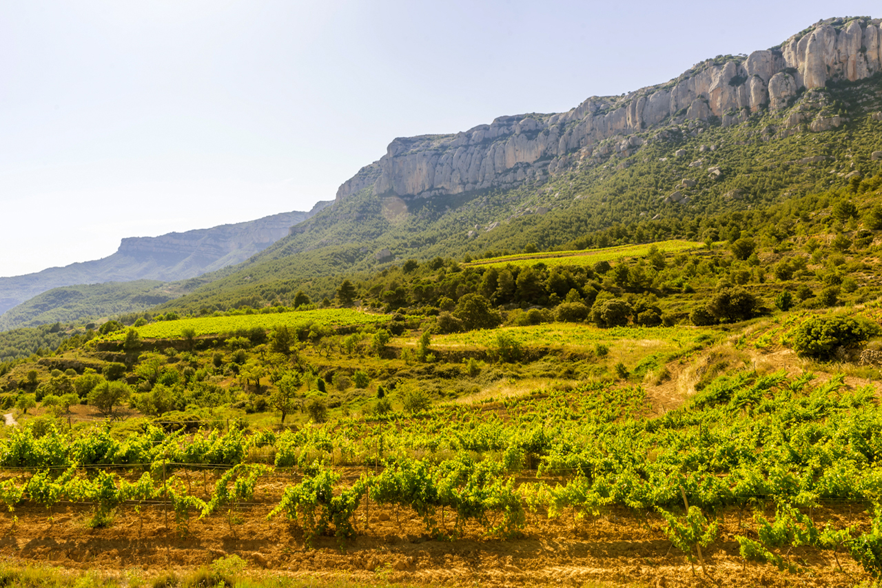 Conreria d'Scala Dei vineyards at the foot of the Montsant