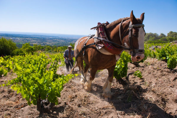 Work horses at Comando G