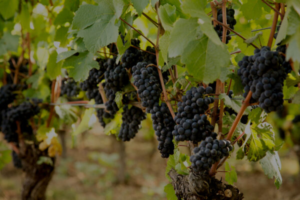 Panther Creek Cellars